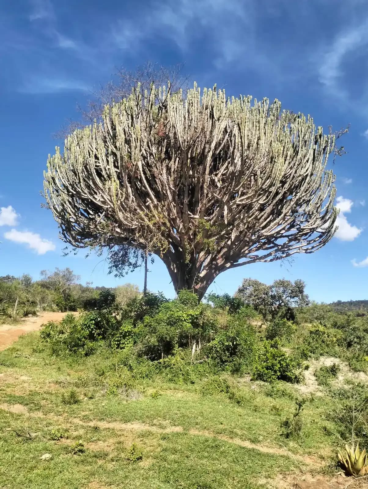 MUA HILLS 16 ACRE (KSHS4.5/ACRE) - Image 1